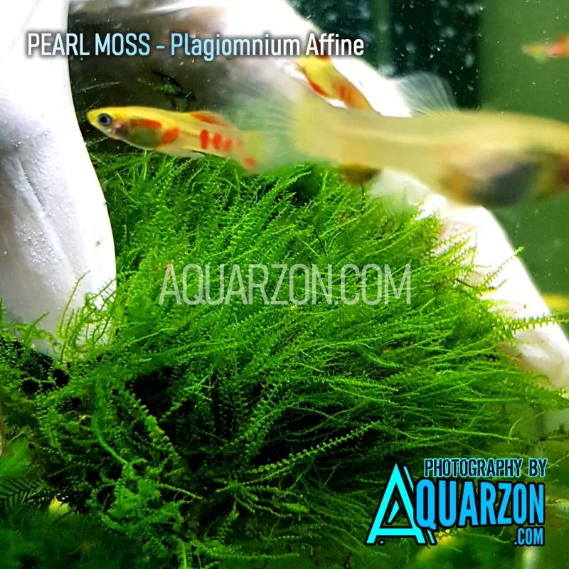 rare-pearl-moss-plagiomnium-cf-affine.jpg