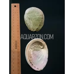 REAL ABALONE SHELL - DEEP CLEANED