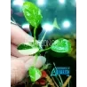 VERY RARE TRUE ANUBIAS PANDA - Anubias sp. "Panda"