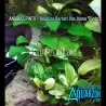 RARE ANUBIAS PINTO - Quality Aquarium Grown, not TC or Emersed