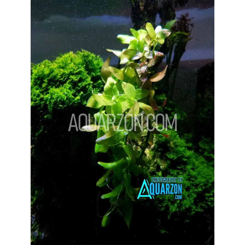 bacopa-caroliniana-quality-aquarium-submersed-grown.jpg