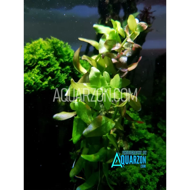 BACOPA CAROLINIANA 6 Stems - Quality Aquarium Submersed Grown