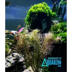 ROTALA VIETNAM 15 Stems Bigger Bunch - Quality Aquarium Submersed Grown