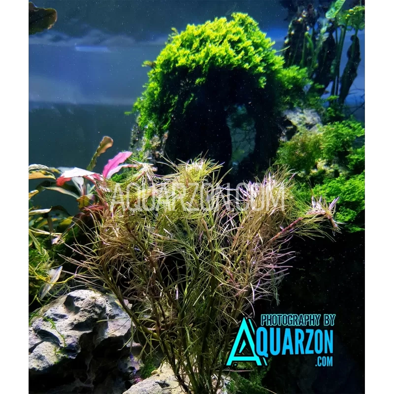 ROTALA VIETNAM 15 Stems More Stems Bunch - Quality Aquarium Submersed Grown