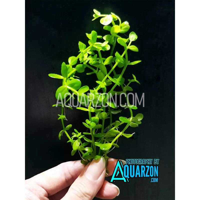 lindernia-rotundifolia-variegated-quality-aquarium-submersed-grown.jpg