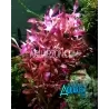 ROTALA BLOOD RED 15 Stems Bigger Bunch - Quality Aquarium Submersed Grown