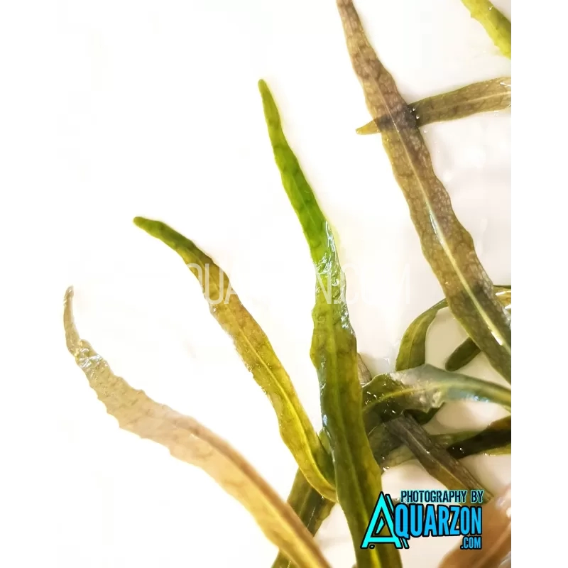 uncommon-hygrophila-tiger-stem-plant-quality-aquarium-submersed-grown.jpg