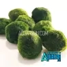 MARIMO 'MOSS' BALL -LARGER (around 4cm) -Australian Grown