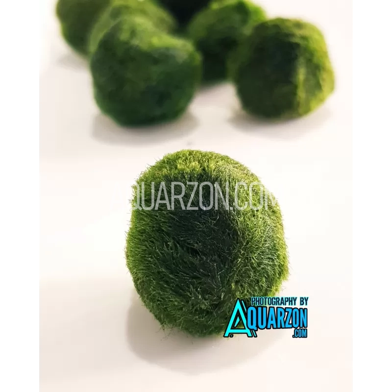 marimo-moss-ball-australian-grown.jpg