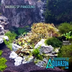 VERY RARE ANUBIAS PANGOLINO - Anubias sp. 'Pangolino'