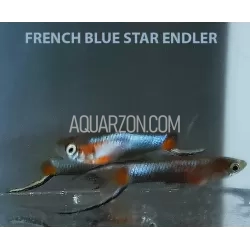 FRENCH BLUE STAR ENDLER'S...