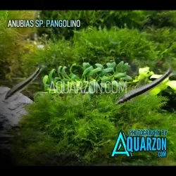 VERY RARE ANUBIAS PANGOLINO - Anubias sp. 'Pangolino'