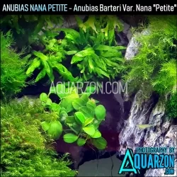 ANUBIAS NANA PETITE (Aquarium Submersed Grown)