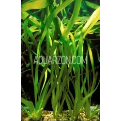 30-45cm Tall Vallisneria - Background Plant - Quality Aquarium Submersed Grown