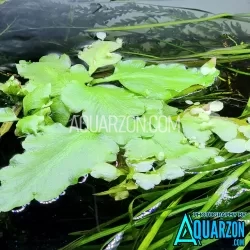 Unique Ceratopteris Pteridoides Antler Fern Floating Plant (1 XL Plant, 3 Large Leaves or 3 Small Plants)
