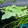 Unique Ceratopteris Pteridoides Antler Fern Floating Plant (1 XL Plant, 3 Large Leaves or 3 Small Plants)
