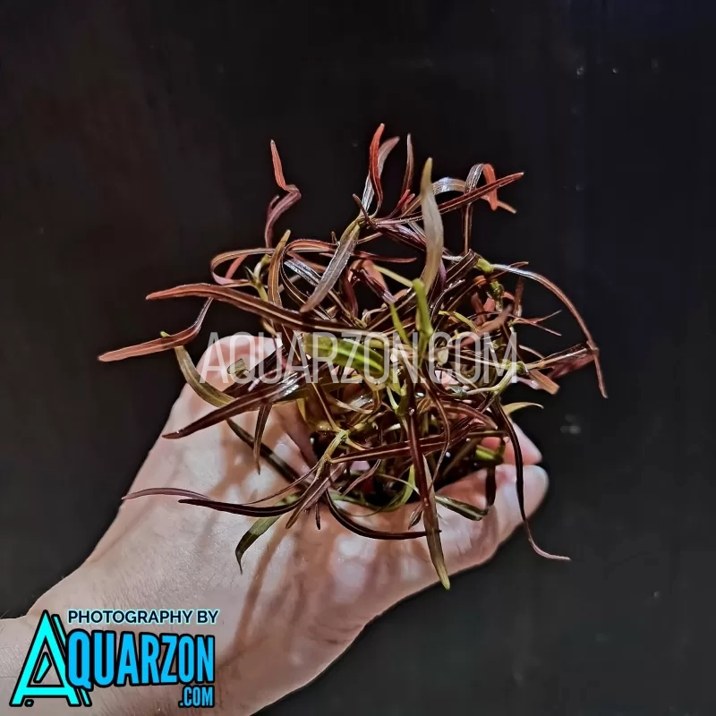 mid-background-stem-plant-template-6-stems-quality-aquarium-submersed-grown.jpg