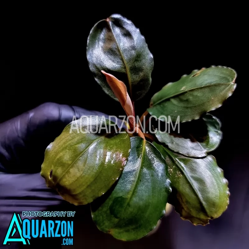 rare-bucephalandra-black-pink-cecep-will.jpg