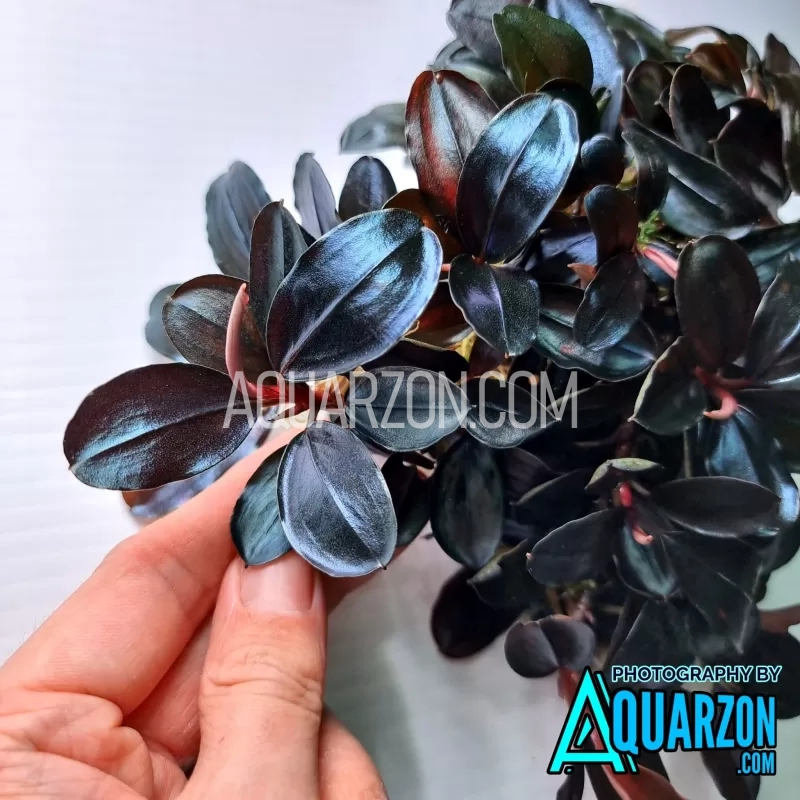 rare-true-bucephalandra-pandora-queen-2017.jpg