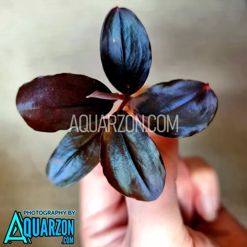 rare-true-bucephalandra-pandora-queen-2017.jpg