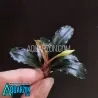 BUCEPHALANDRA DARK BLUE - Gorgeous Dark Medium Leaves Variety