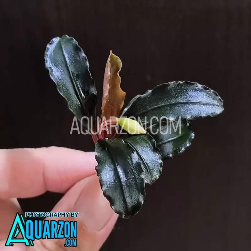 水草 Bucephalandra sp. \"Super dark blue\" Bucephalandra sp. 