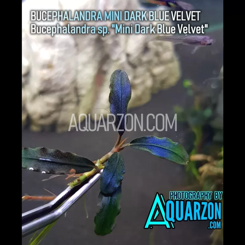 rare-buce-mini-velvet-dark-blue-bucephalandra-sp-mini-velvet-dark-blue-.jpg