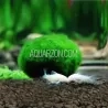 MARIMO 'MOSS' BALL -LARGER (around 4cm) -Australian Grown