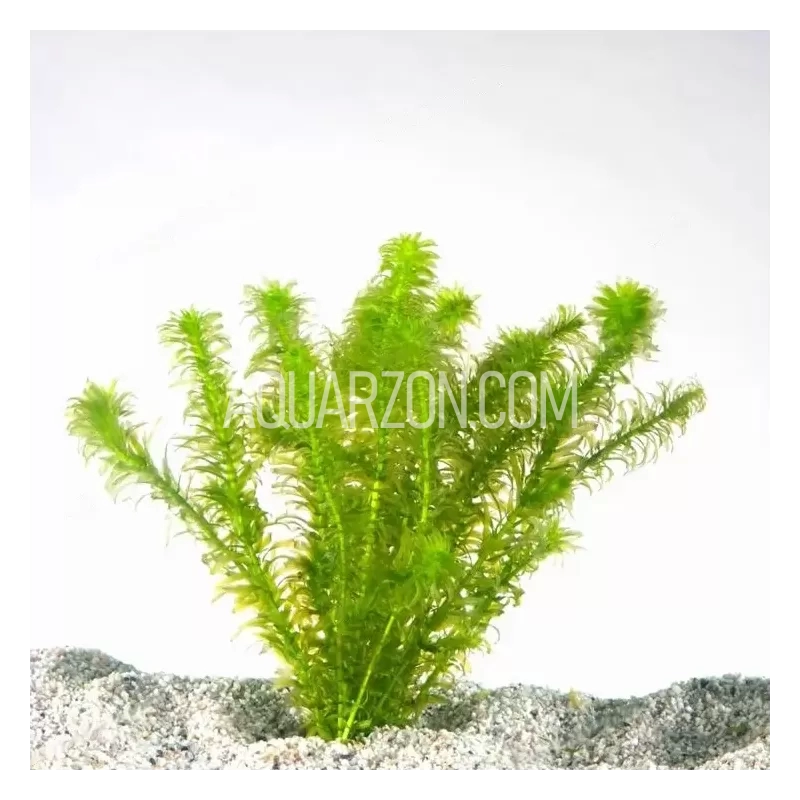 Elodea Bunch - Easy Beginner Low Tech Plant (VIC & QLD Only)
