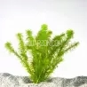 Elodea Bunch - Easy Beginner Low Tech Plant (VIC & QLD Only)