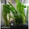 Hydrilla Verticillata-8 Stems  Easy Beginner Low Tech Native Stem Plant