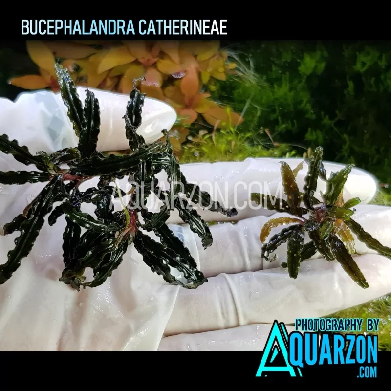 BUCEPHALANDRA DARK CATHERINAE - Bucephalandra sp. 'Catherinae'