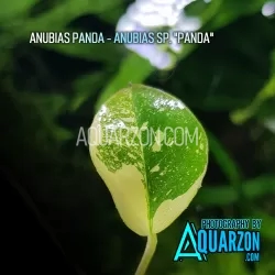 VERY RARE TRUE ANUBIAS PANDA - Anubias sp. "Panda"