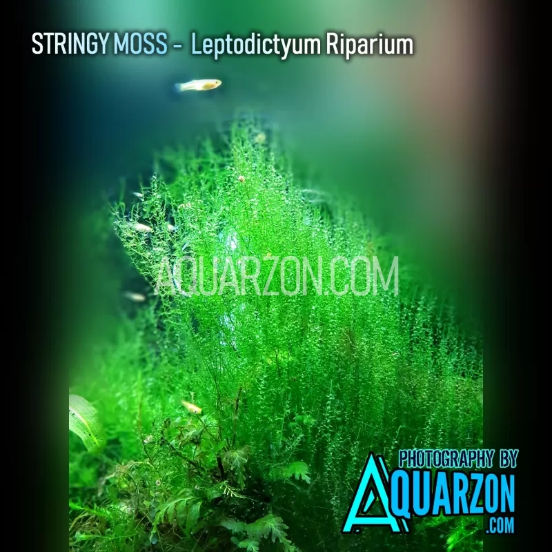 native-stringy-moss-leptodictyum-riparium.jpg