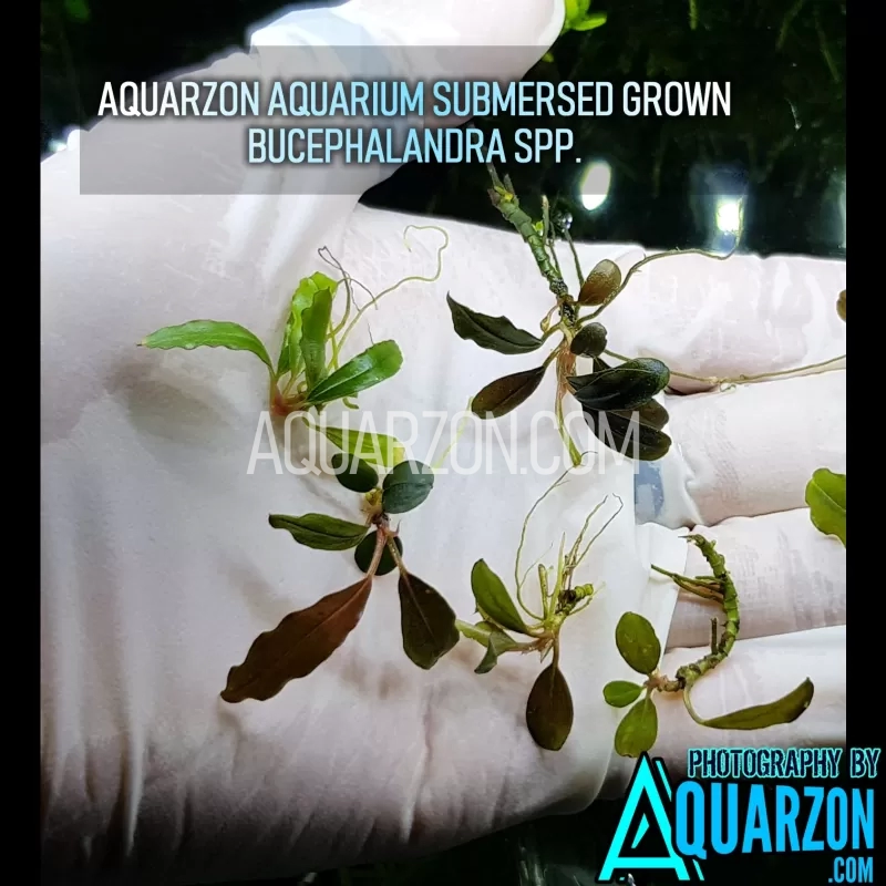 bucephalandra-small-leaves-mix-variety-pack-bucephalandra-spp.jpg