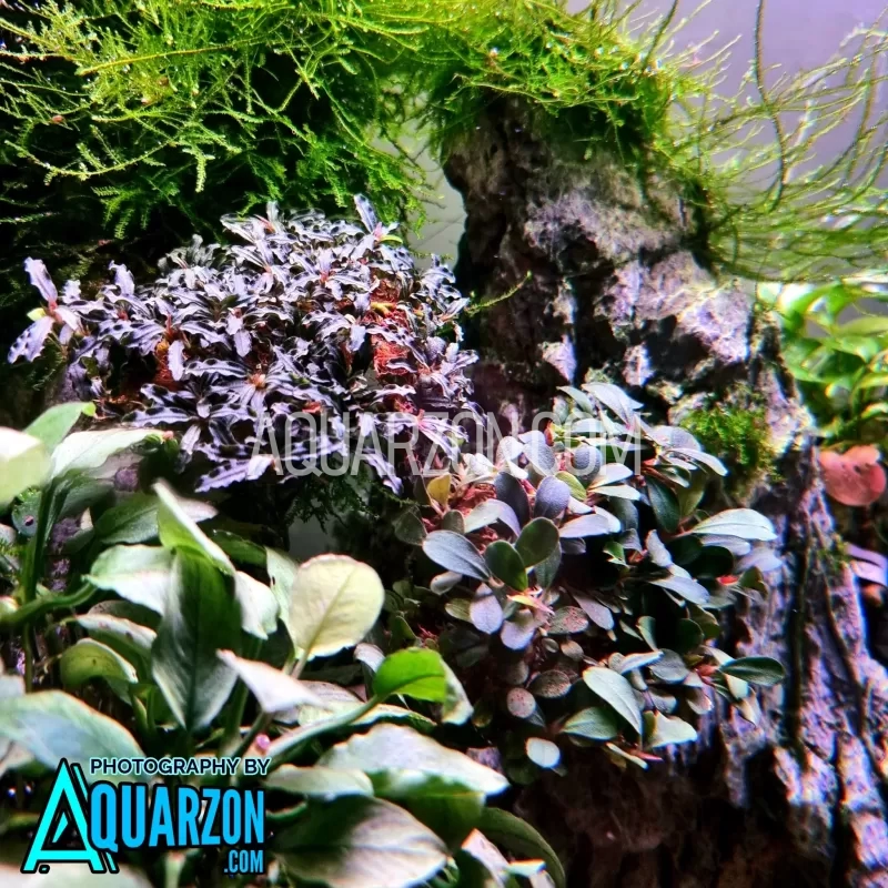 Topick Aquarium - Bucephalandra sp. 'Helena 2013'