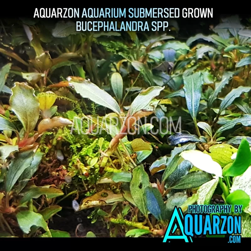 1-bucephalandra-rhizome-fresh-cutting.jpg