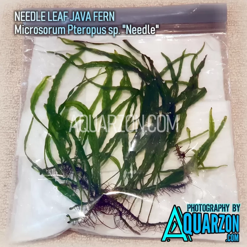 needle-leaf-java-fern-microsorum-pteropus-sp-needle-.jpg