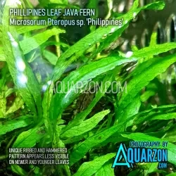 RARE TRUE PHILIPPINES FERN - Microsorum Pteropus sp. 'Philippines'