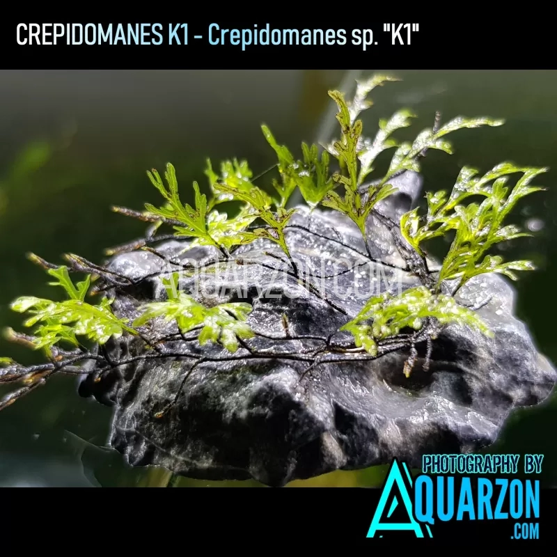 extremely-rare-crepidomanes-k1-micro-fern.jpg