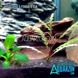 HYGROPHILA PINNATIFIDA 1 Stem - Quality Aquarium Submersed Grown