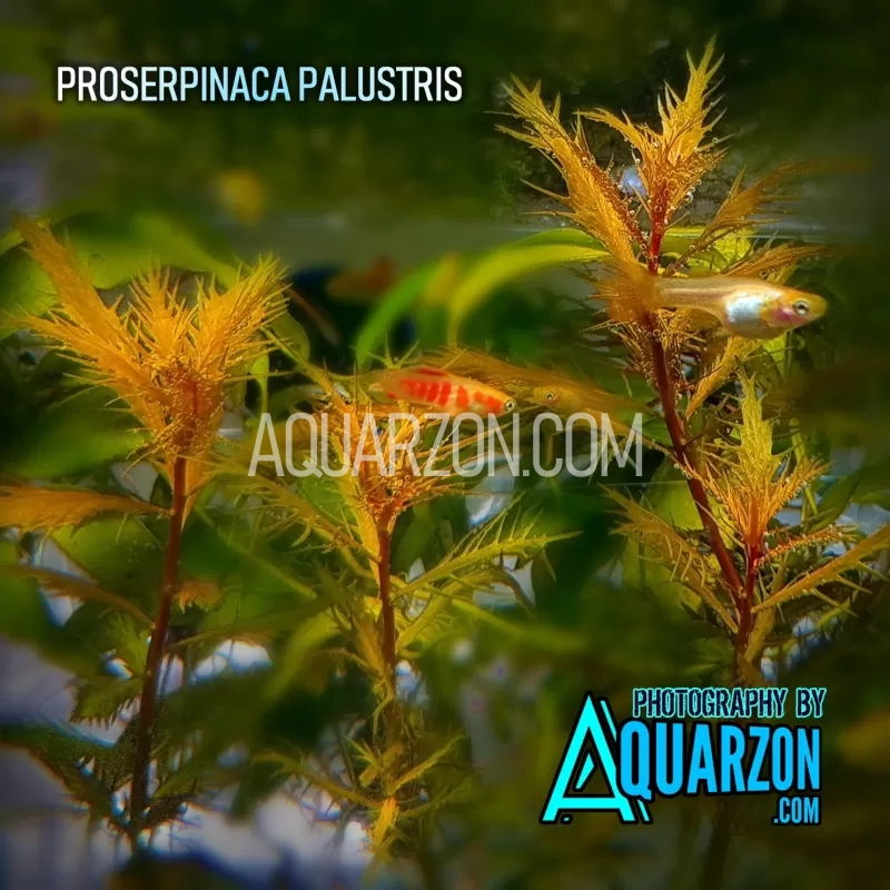 proserpinaca-palustris-orange-red-mermaid-weed.jpg