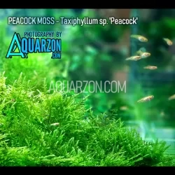 TRUE PEACOCK MOSS -...