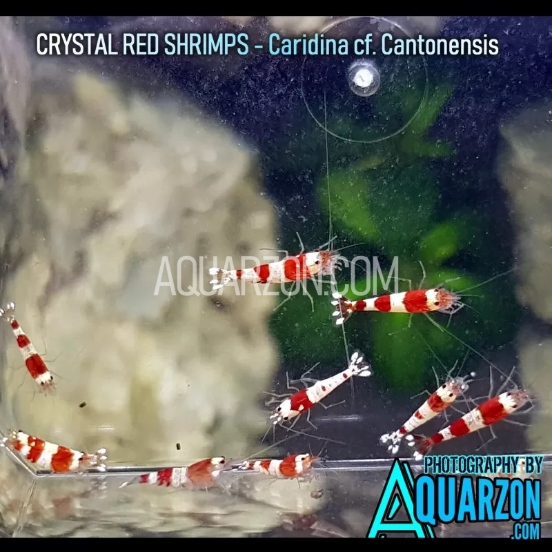 crystal-red-shrimps-crs-mix-pack.jpg