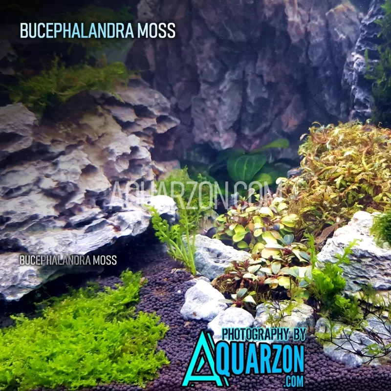 bucephalandra-moss-buce-moss.jpg