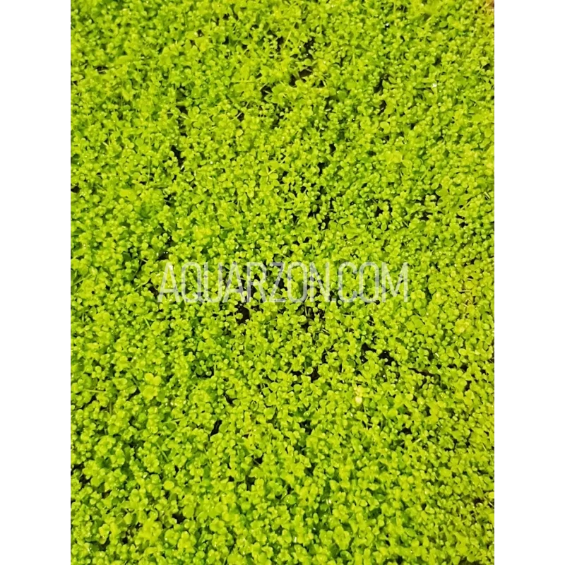 micranthemum-monte-carlo-foreground-carpeting-plant.jpg