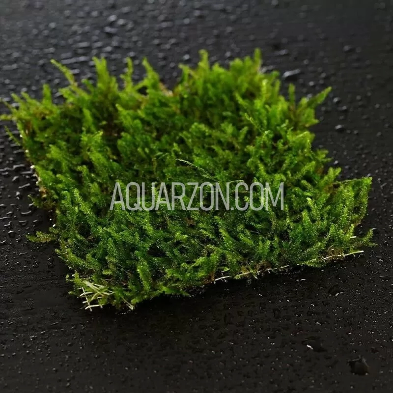 AQUARZON PREMIUM STAINLESS STEEL AQUARIUM-GRADE MESH for Attaching Moss, Buce, Anubias, Ferns