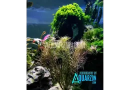 Top 10 Reasons Why Aquarium Plants Are Dying or Melting