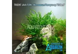 Top 20+ Low Light Aquarium Plants for Betta Aquarium Tank (With Pics!)